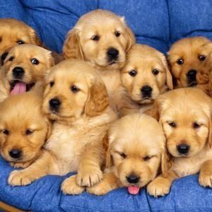 Meet your Posher, Lucy